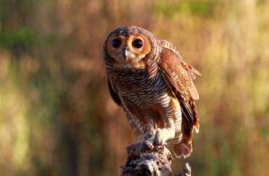 Serbuan 1000 Pasukan Sayap Malam: Selamatkan Panen dari Ancaman Tikus!