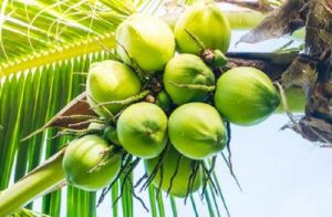 Kelapa RI Naik Kelas! 2 Investor Kakap Siap Guyur Dana Segar