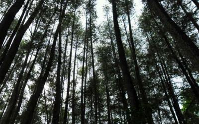 Hutan ASEAN Jadi Senjata Rahasia Lawan Krisis Iklim?