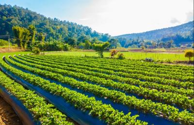 Rp9,5 T Digelontorkan! Petani Untung Besar, Ekspor Mentah Tamat? 1 Rp9,5 T Digelontorkan! Petani Untung Besar, Ekspor Mentah Tamat?