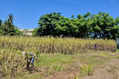 Sorgum, Emas Hijau PLTU: Indonesia Siap Panen Energi Berkelanjutan! 1 Sorgum, Emas Hijau PLTU: Indonesia Siap Panen Energi Berkelanjutan!