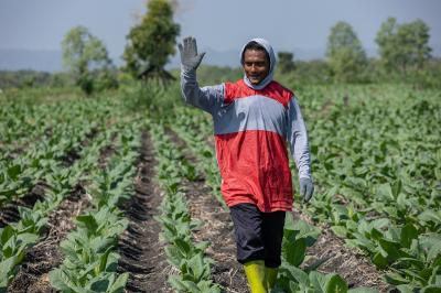 Rahasia Petani Tembakau: Cuan Melimpah di Tengah El Nino Ekstrem!