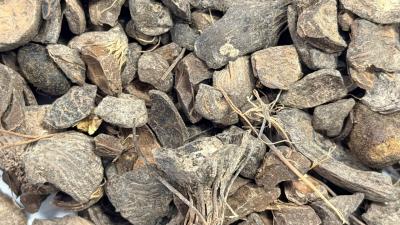 Harta Karun Hijau RI: 83 Juta Ton Biomassa Siap Jadi Energi Masa Depan 1 Harta Karun Hijau RI: 83 Juta Ton Biomassa Siap Jadi Energi Masa Depan