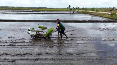 Ketahanan Pangan Terjaga! Produksi Padi Tetap Melonjak di 2026